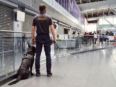 Security Mann steht mit Rücken zur Kamera mit einem Schäferhund und überwacht das Flughafengelände